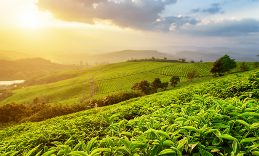 From Farm to Cup: How Japanese Green Tea Is Harvested and Processed
